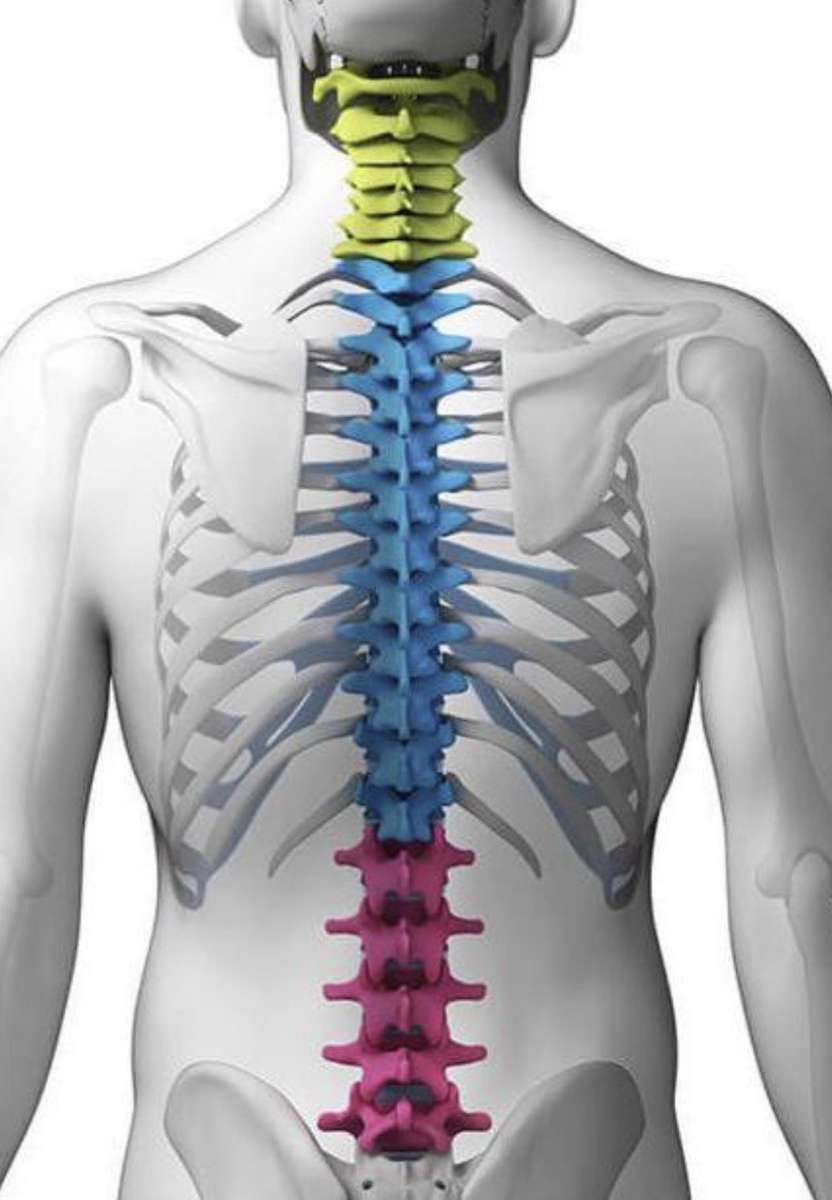 Columna vertebral puzzle online a partir de foto