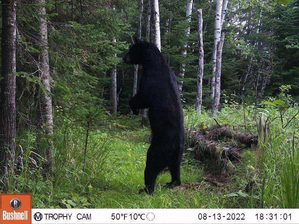 Urso Negro em pé puzzle online