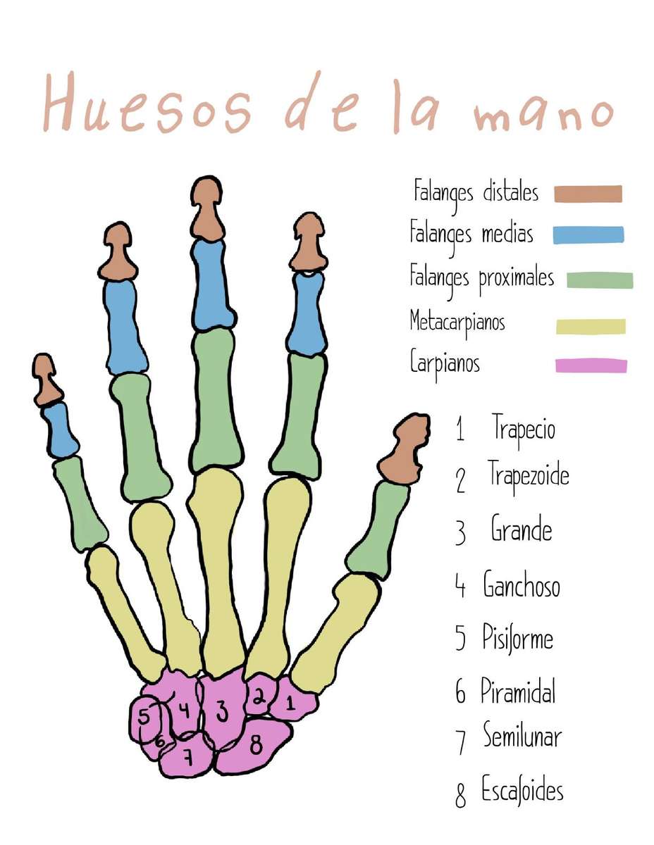 Huesos de la mano rompecabezas en línea