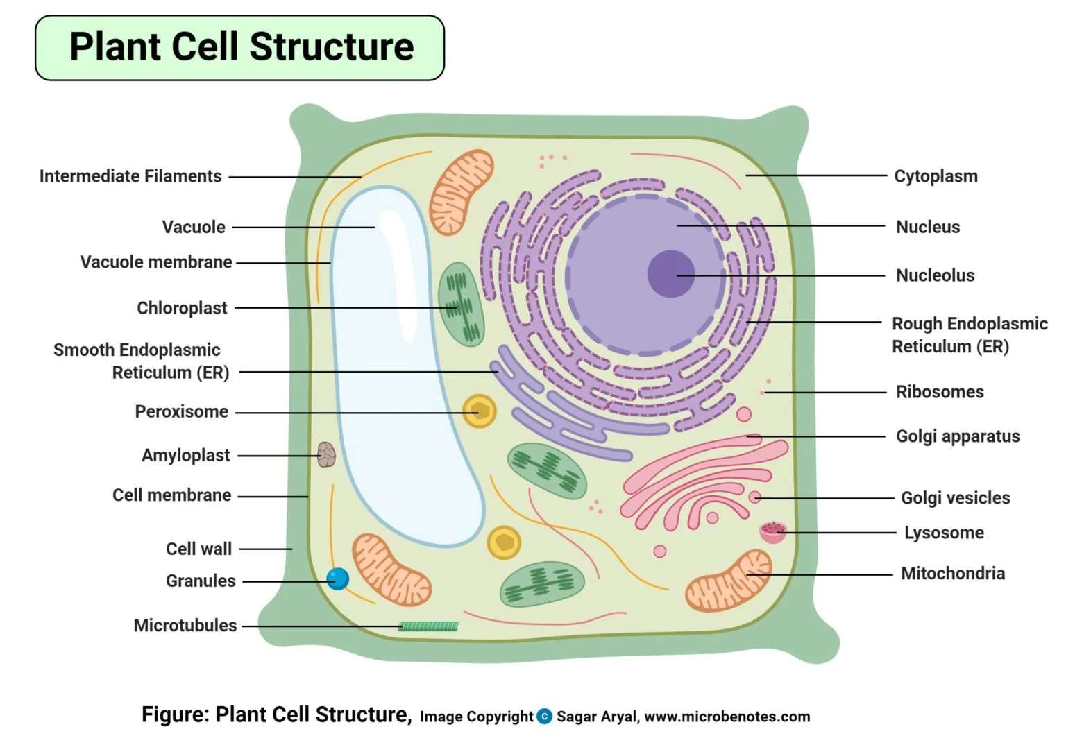 Φυτικό κύτταρο παζλ online από φωτογραφία