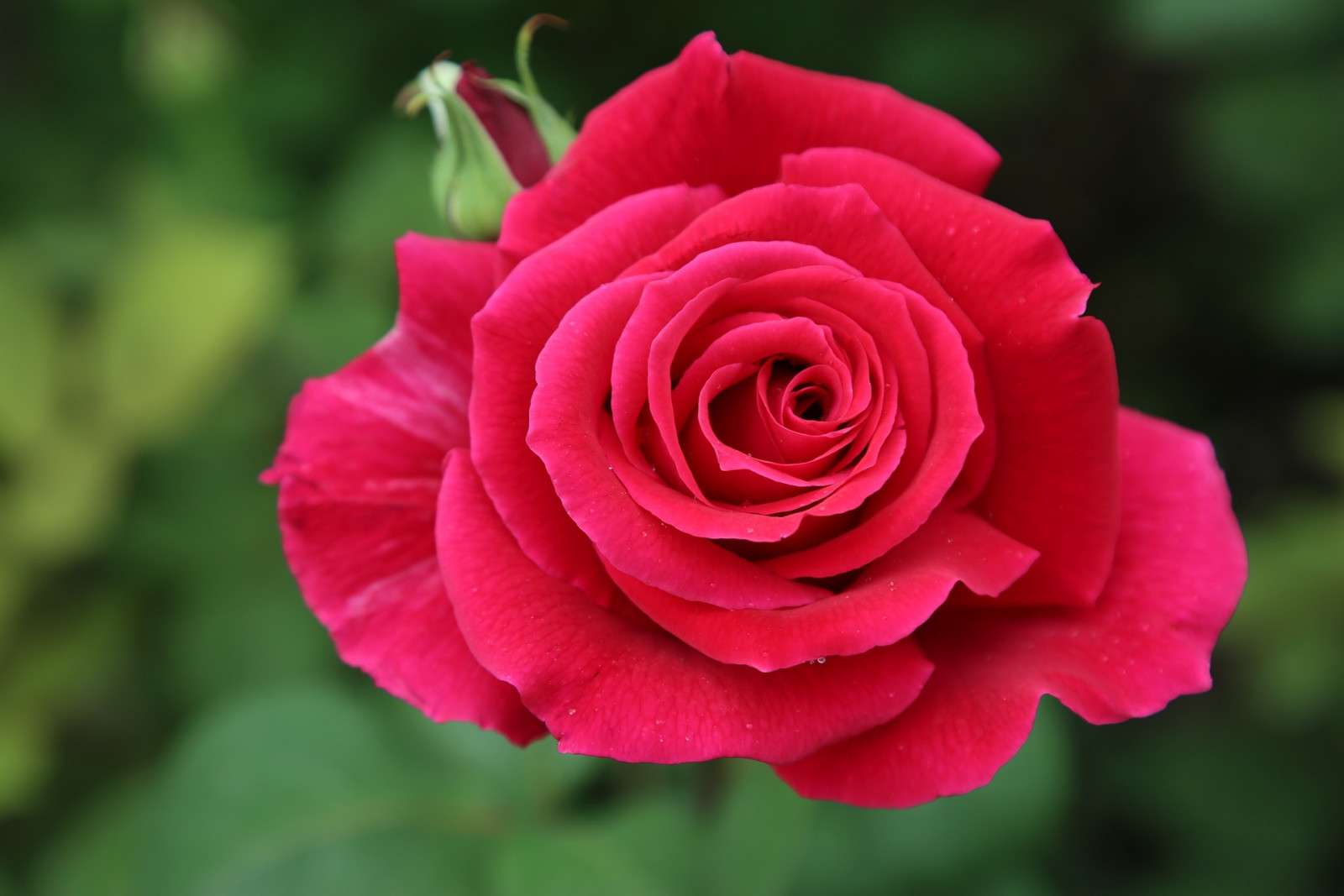 Vacker ros pussel online från foto