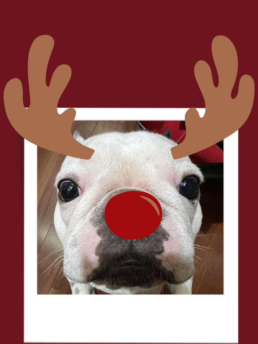 Bo The Reindeer puzzle online z fotografie