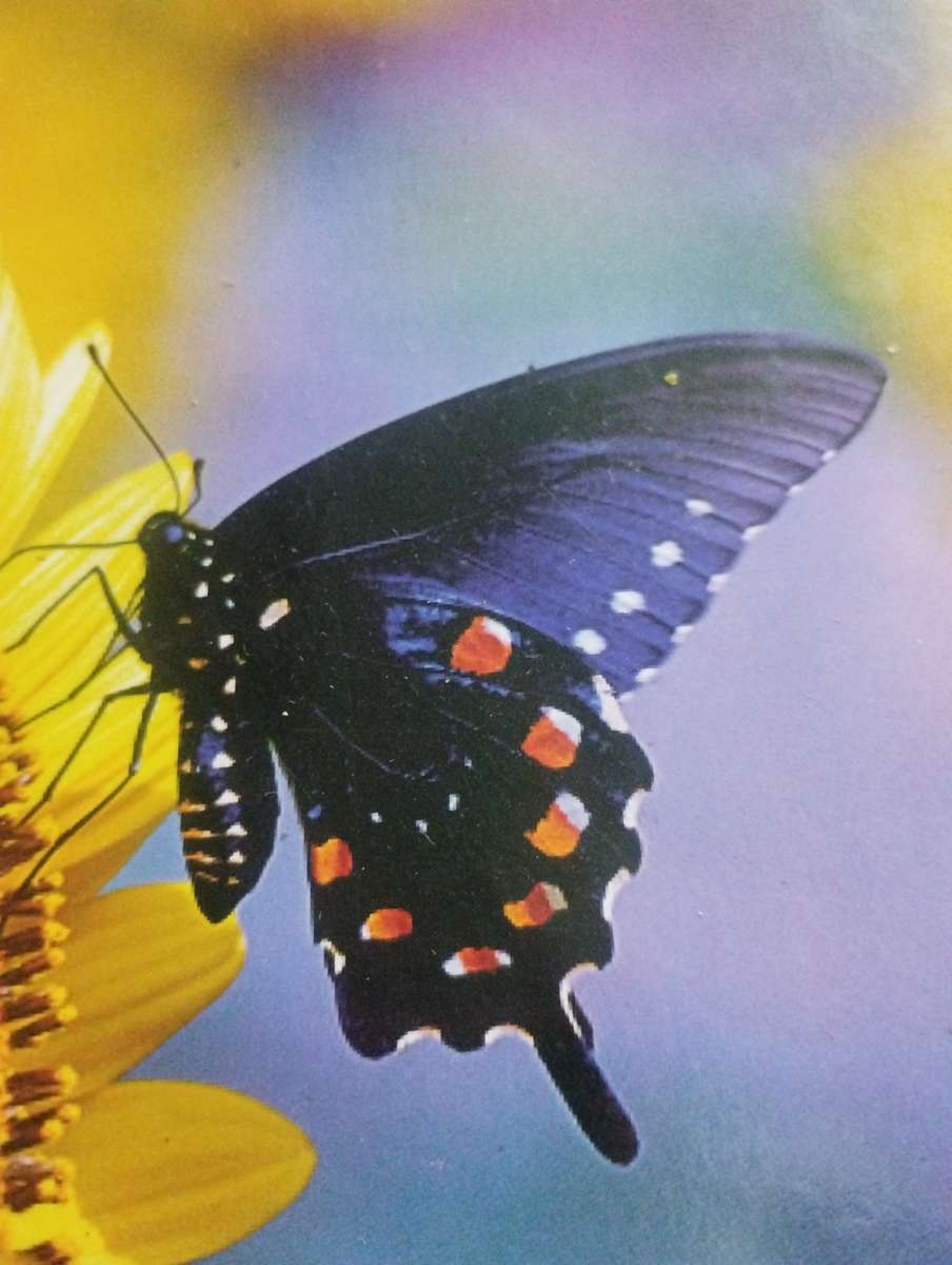 Farfalla puzzle online da foto