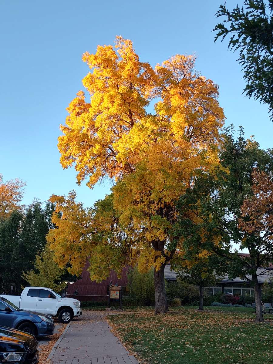 Guld träd pussel online från foto