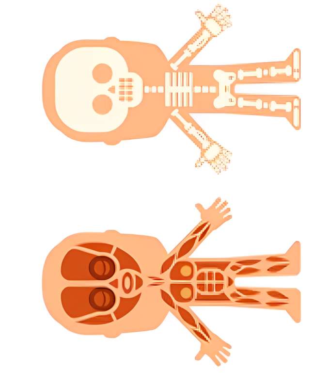 Muscular and skeletal system puzzle online from photo