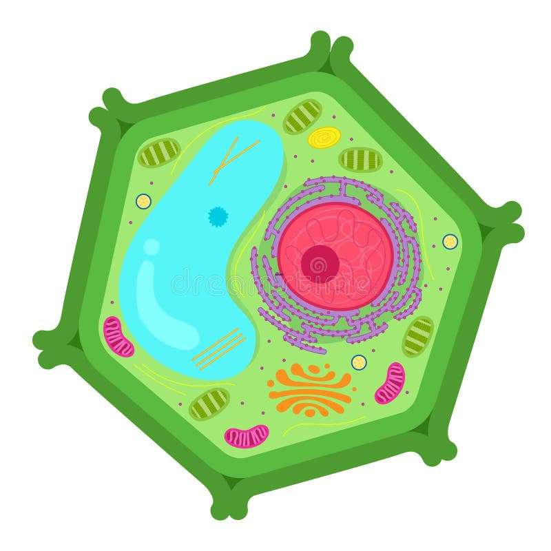 Plant cell puzzle online from photo