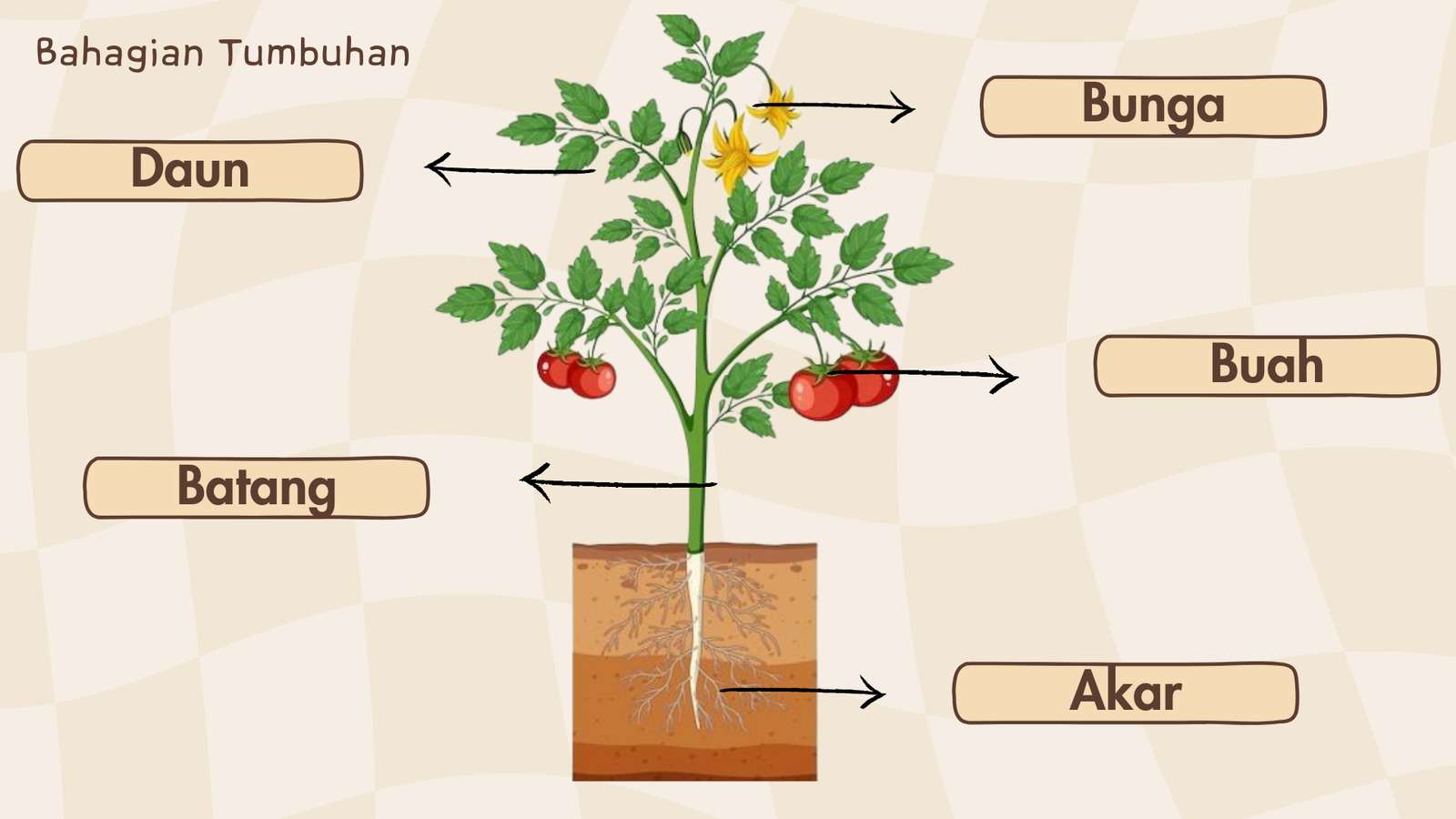 Bahagian tumbuhan online puzzle