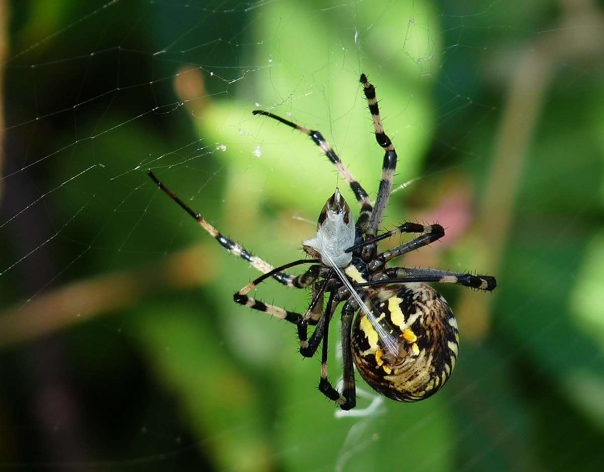 Αυτή είναι μια αράχνη online παζλ