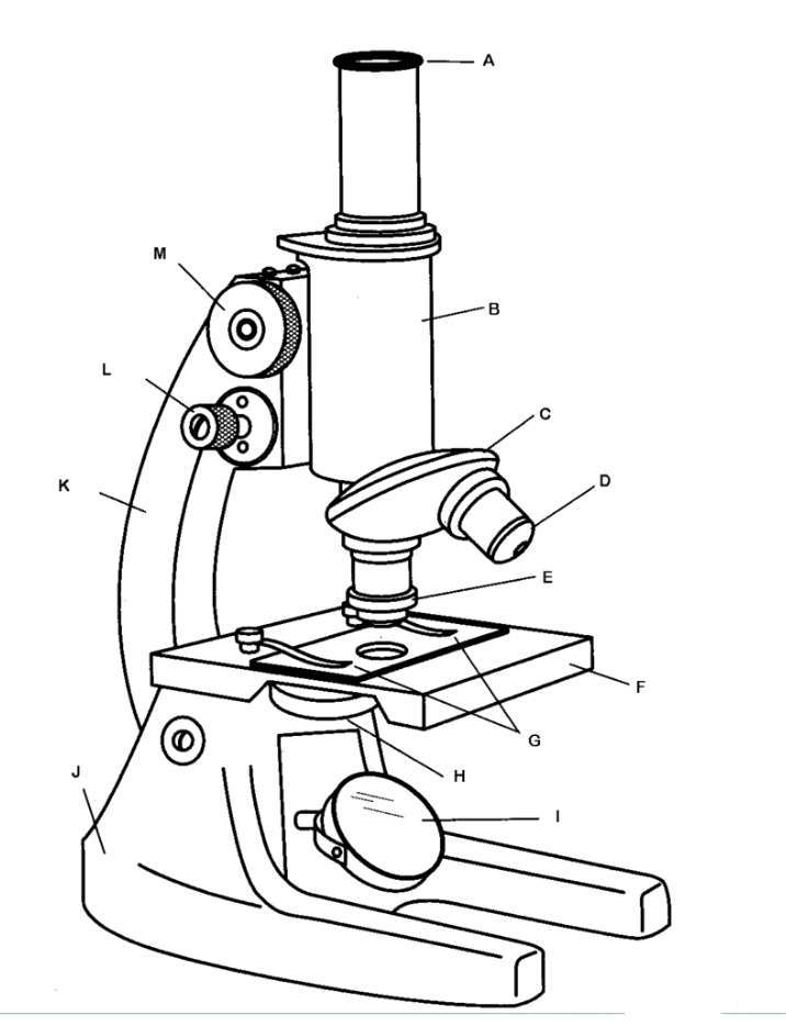 microscopio rompecabezas en línea