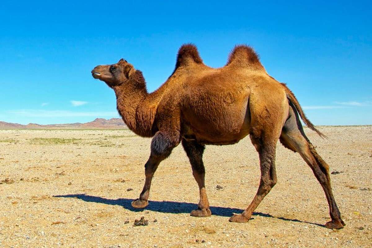 camelmsitpro puzzle online