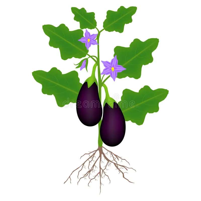 aubergine puzzel online van foto