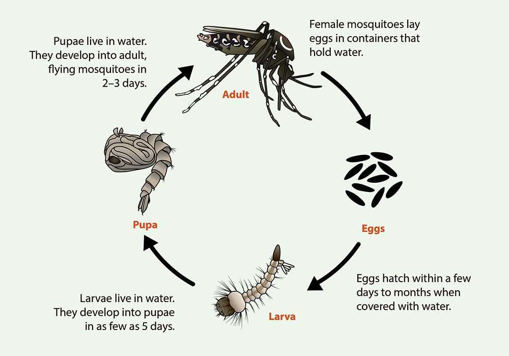 Κύκλος ζωής των κουνουπιών παζλ online από φωτογραφία