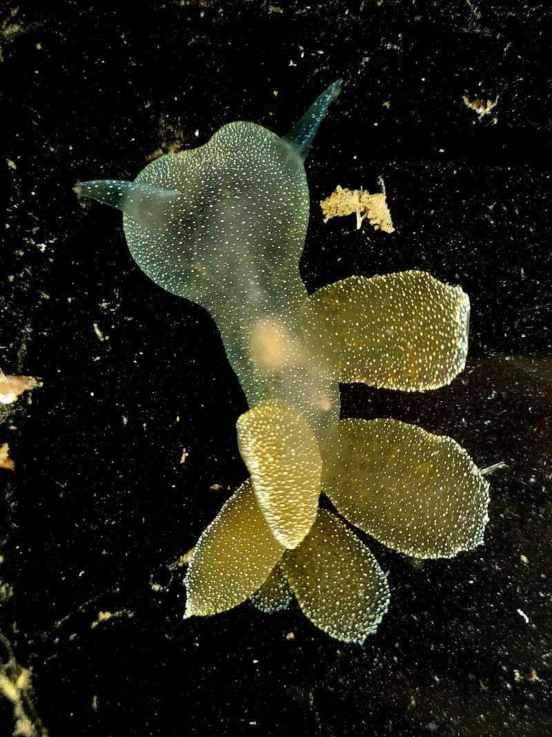 nudibranch de pe Twitter puzzle online din fotografie