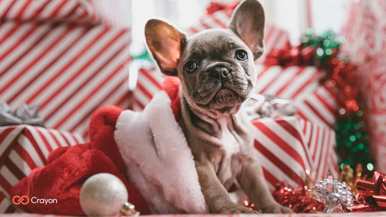 Рождественский щенок пазл онлайн из фото