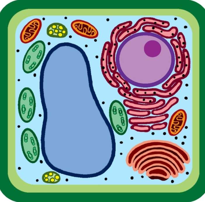 Plant Cell online puzzle