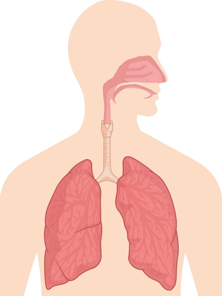 Respiratory system puzzle online from photo