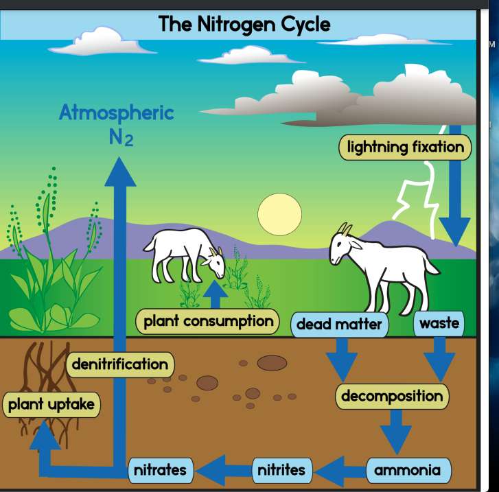 Busbys: Nitrogen Cycle intro puzzle online from photo