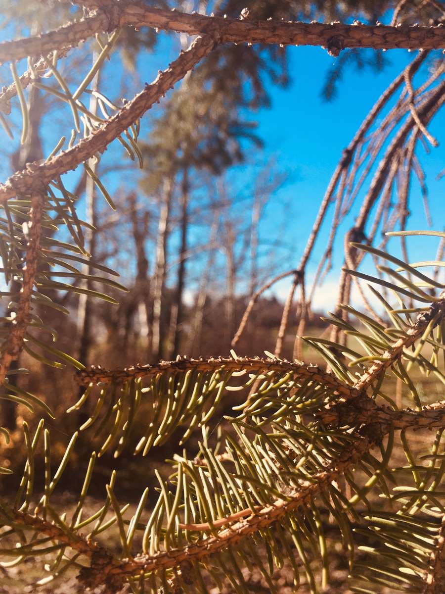 Casse-tête des arbres puzzle en ligne