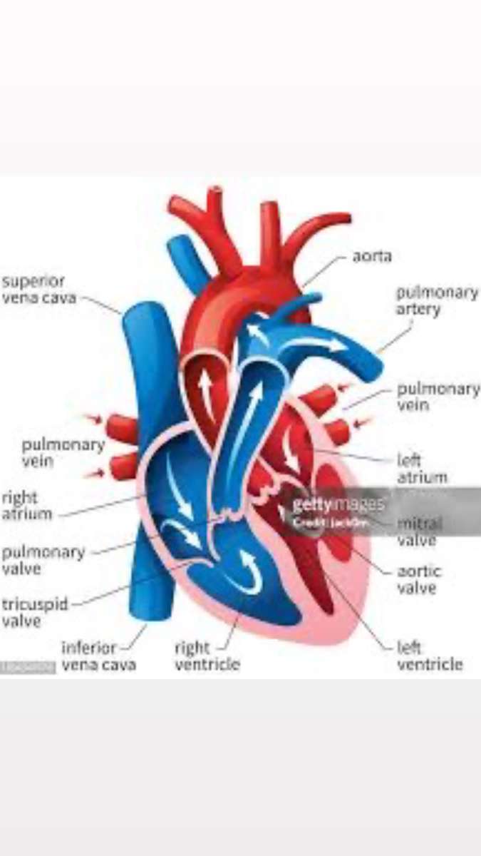 Human heart puzzle online from photo