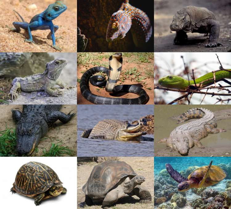 Puzzle cu reptile puzzle online din fotografie