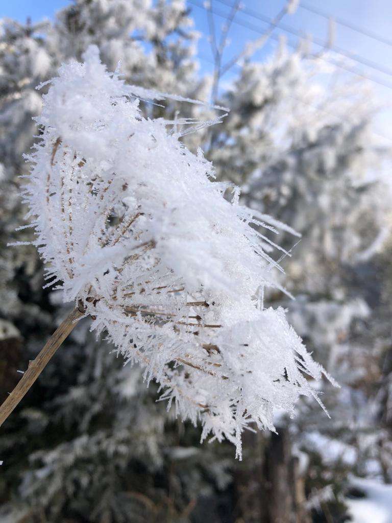 Снігова квітка скласти пазл онлайн з фото