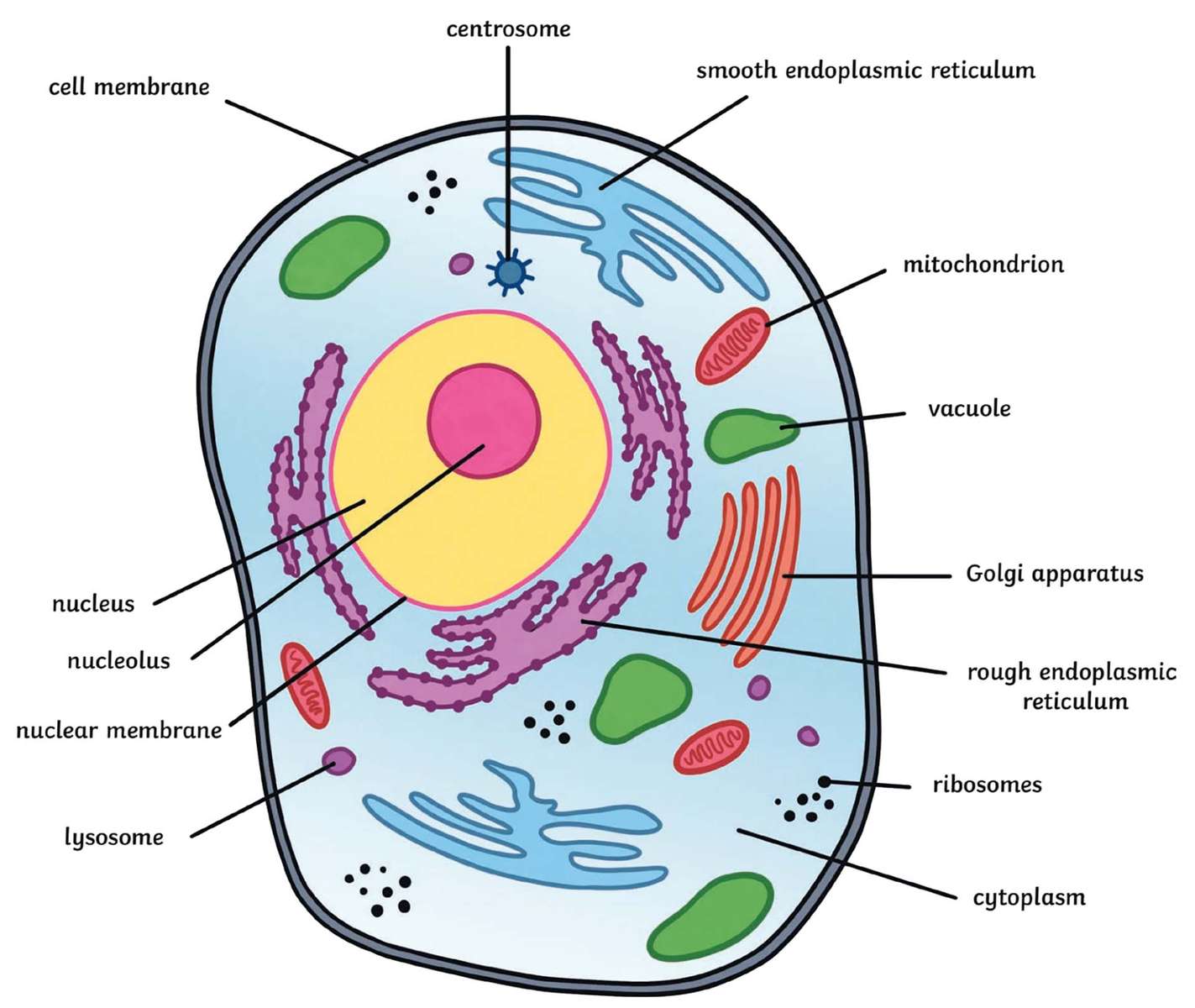 cellula animale puzzle online da foto