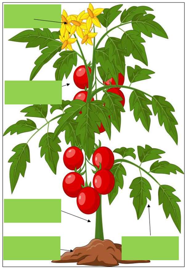 植物の一部 写真からオンラインパズル