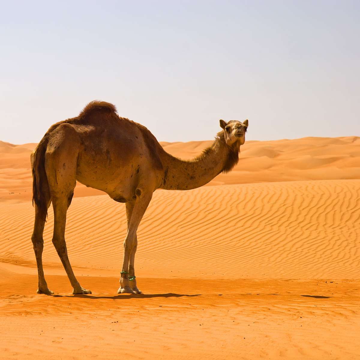 Καμήλα σε μια έρημο online παζλ