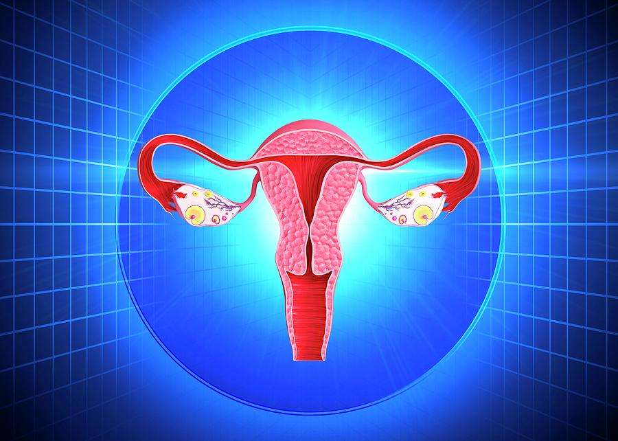 FEMALE REPRODUCTIVE SYSTEM online puzzle