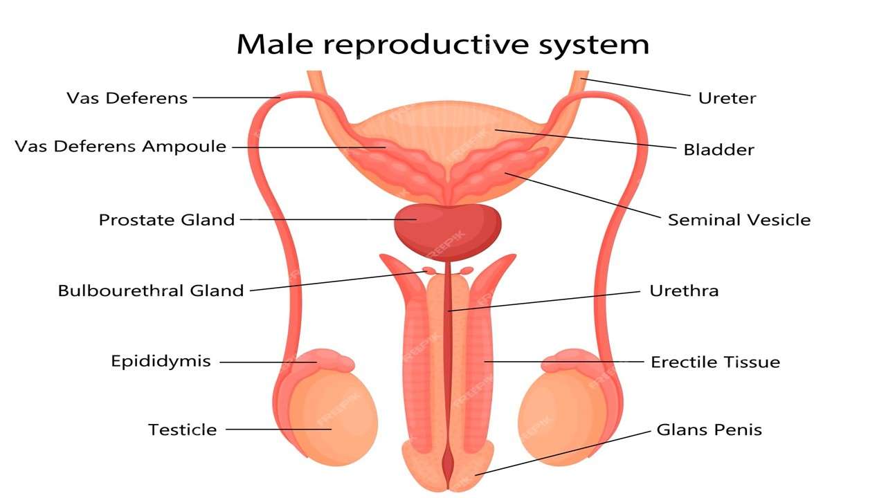 мужская репродуктивная система онлайн-пазл