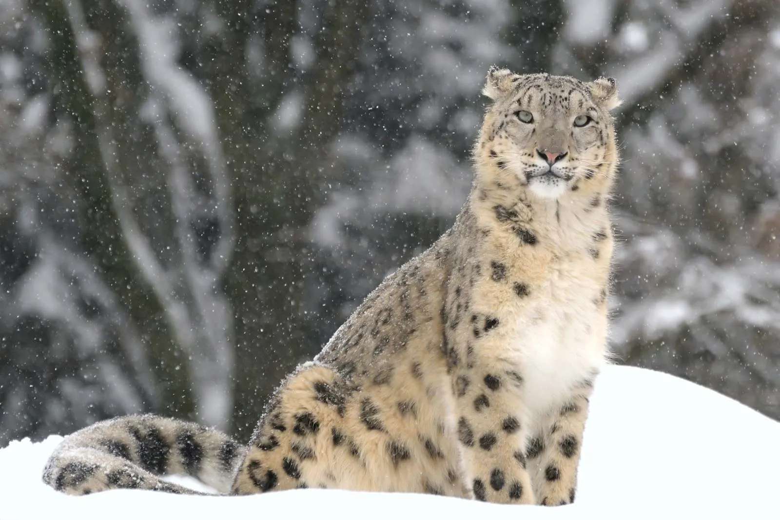 Leopardo da neve puzzle online a partir de fotografia