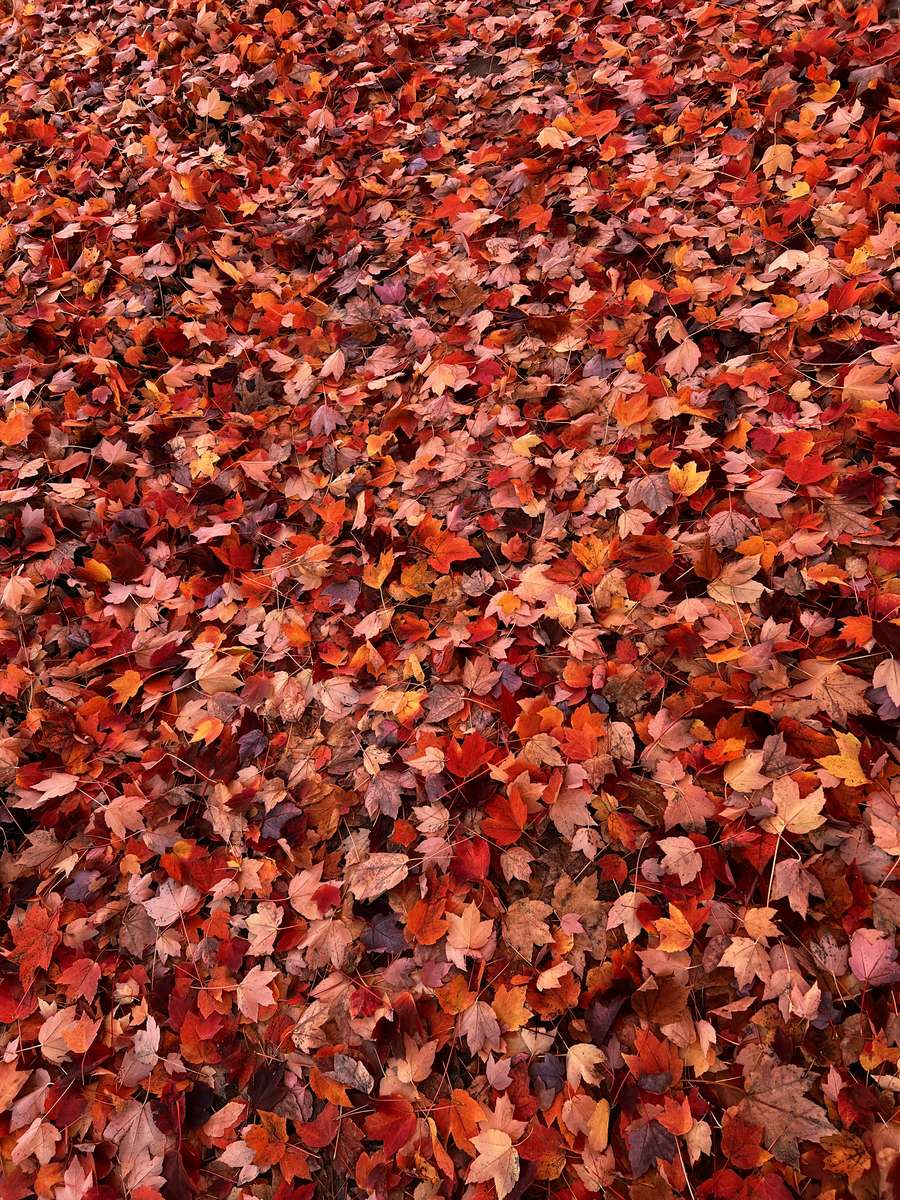 Кленовые листья пазл онлайн из фото