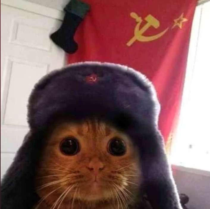 gato russo puzzle online a partir de fotografia