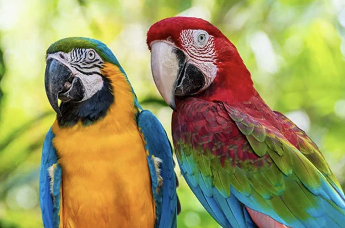Guacamayas puzzle online from photo