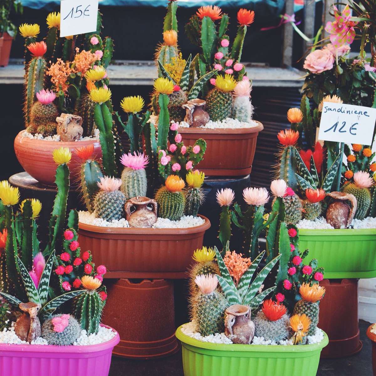 Cactus en fleurs puzzle en ligne à partir d'une photo
