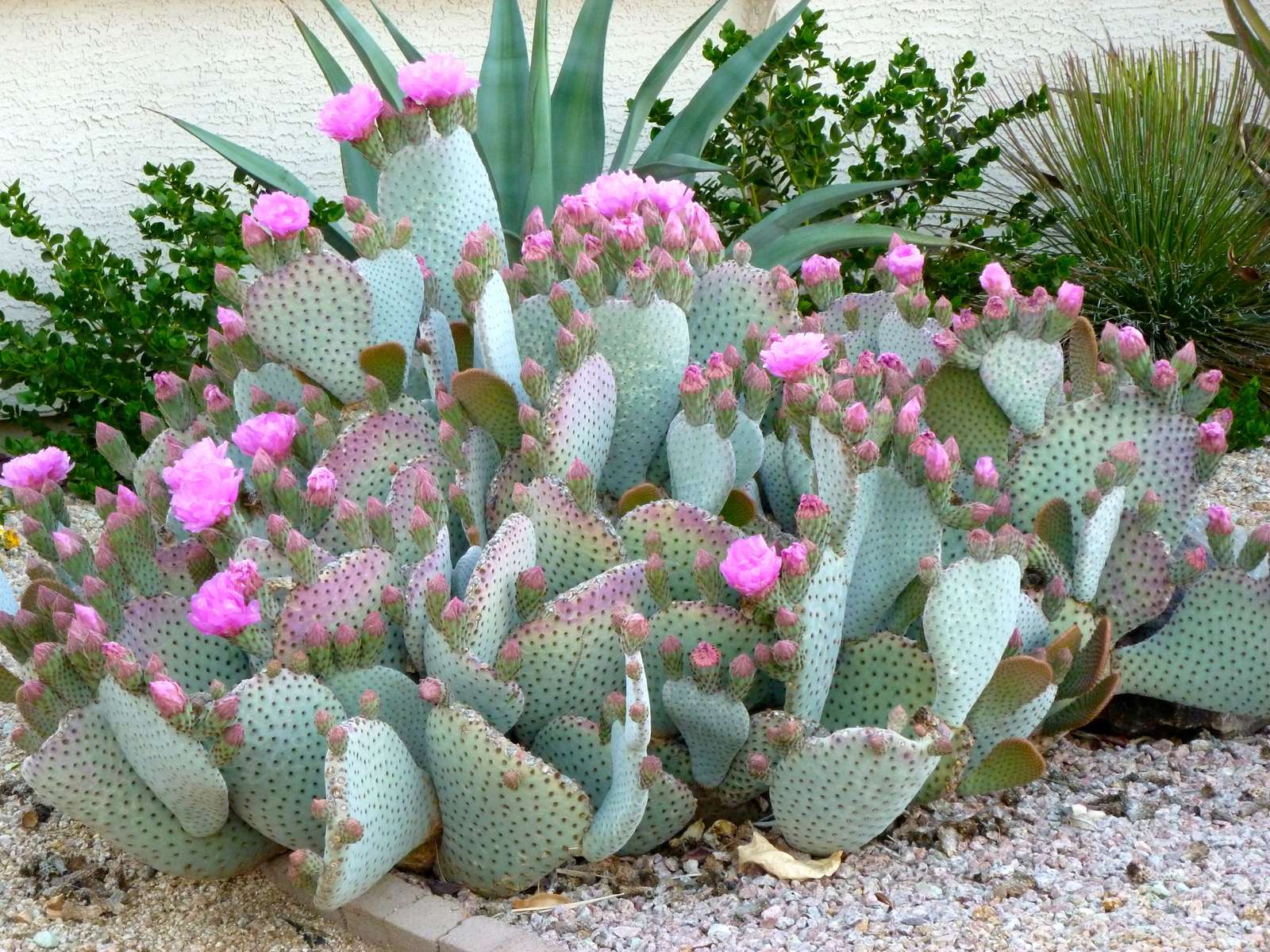 Roze Cactus online puzzel