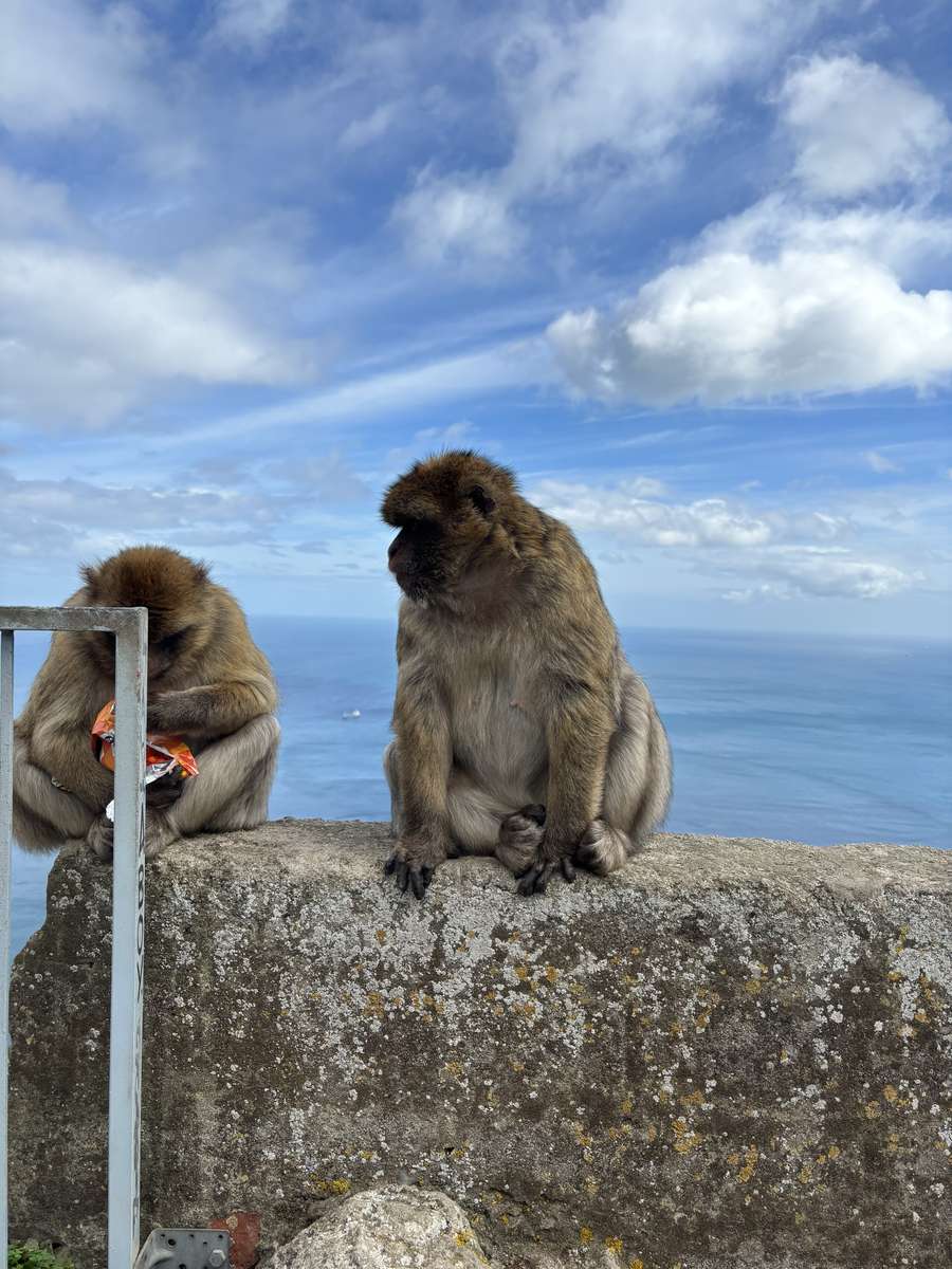 Majmok esznek puzzle online