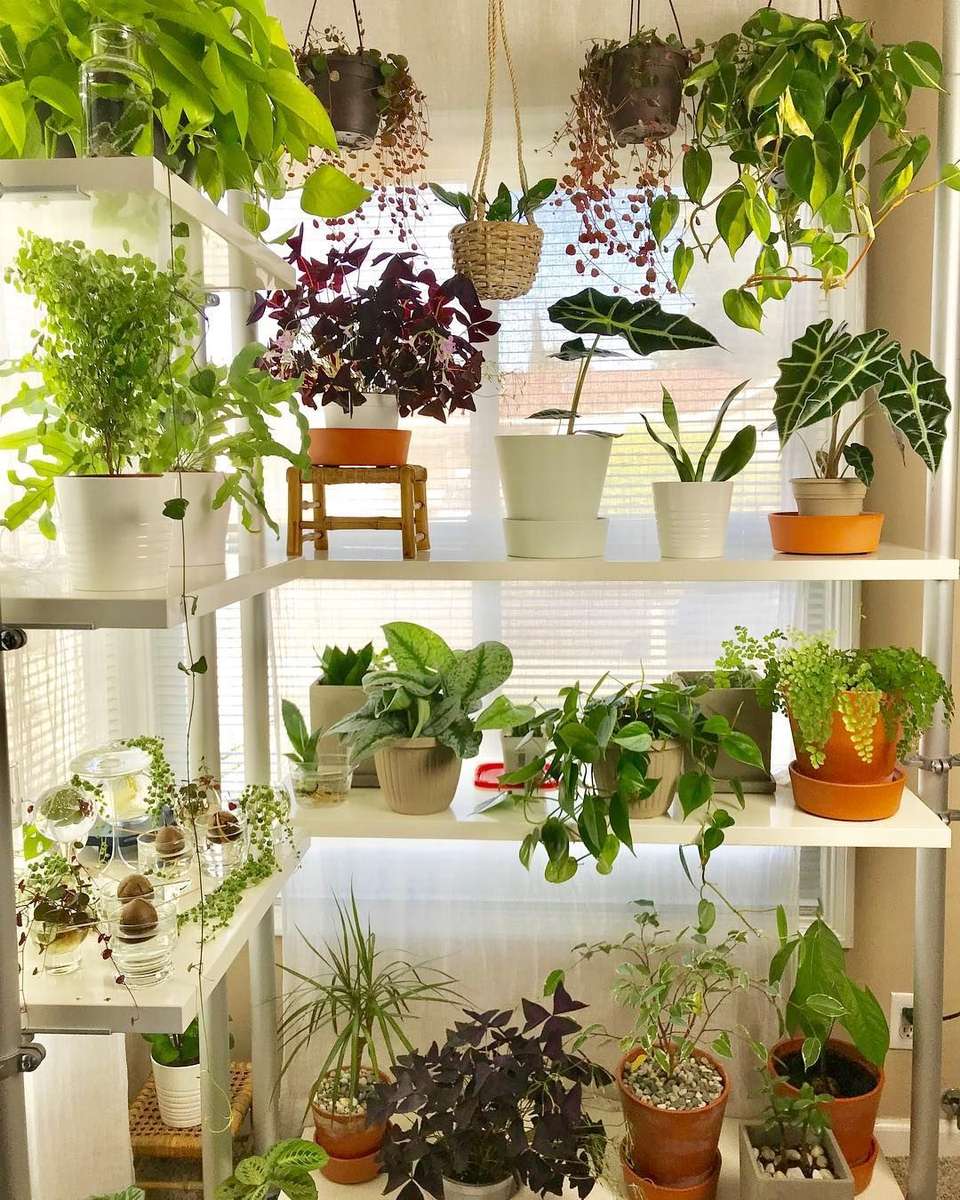 Prateleiras para plantas puzzle online a partir de fotografia