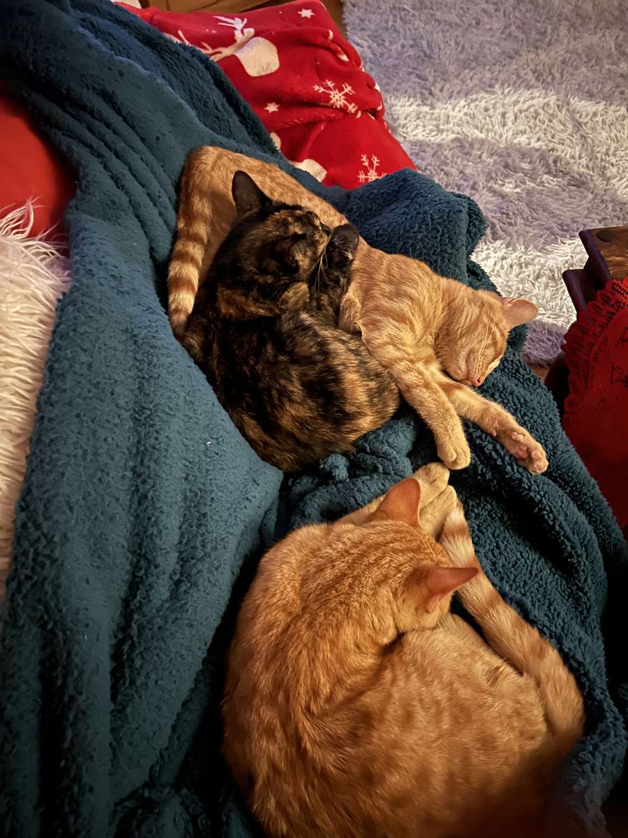 Sömniga kattungar pussel online från foto