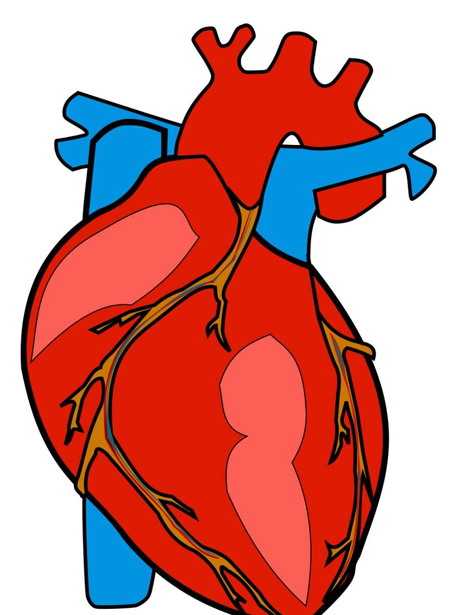Човешкото сърце онлайн пъзел от снимка