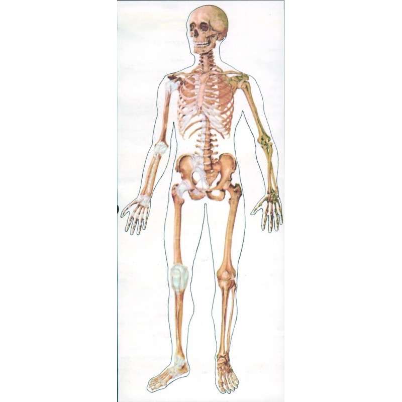 людський скелет онлайн пазл