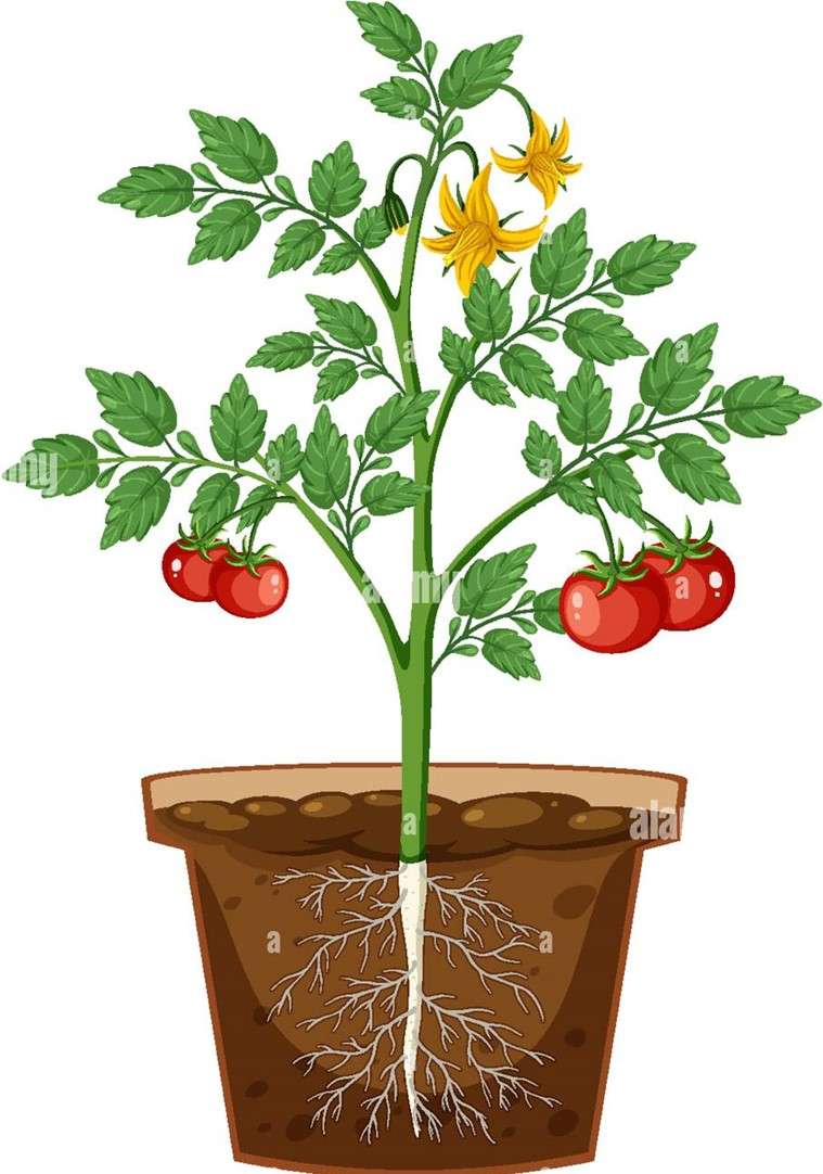 Rostlina rajčat online puzzle