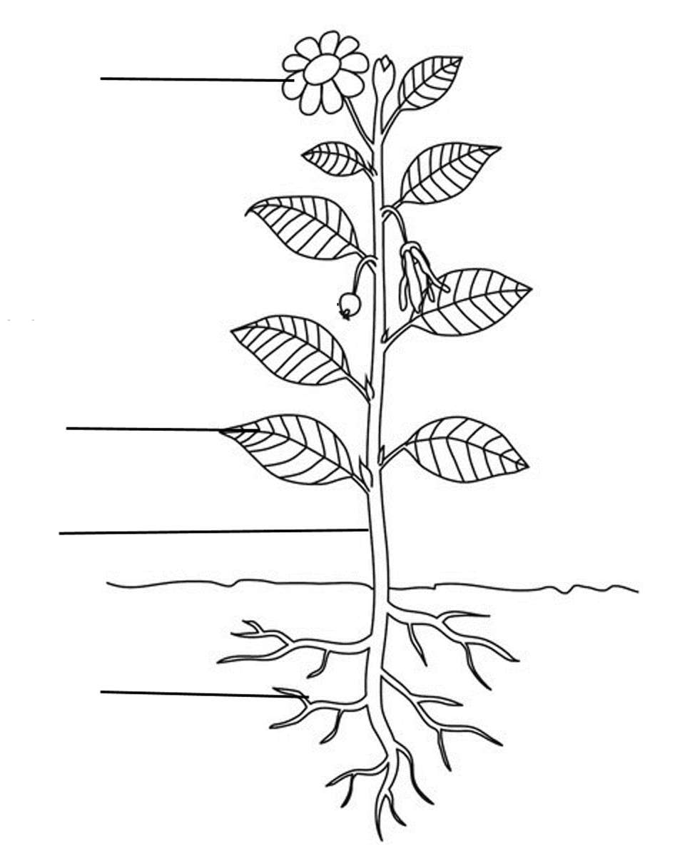 Părți de plante puzzle online