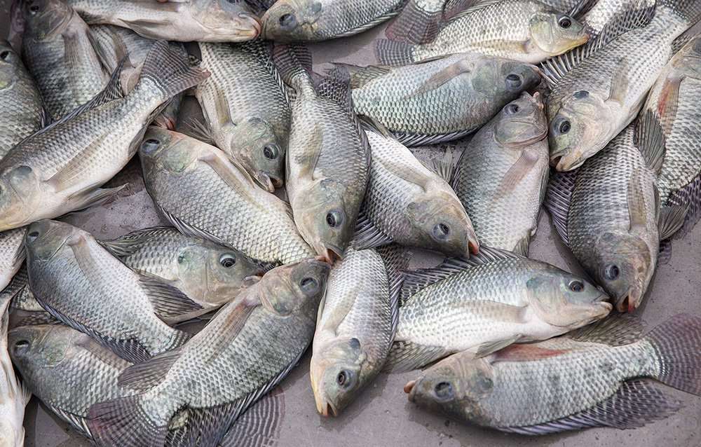 Hel fisk pussel online från foto