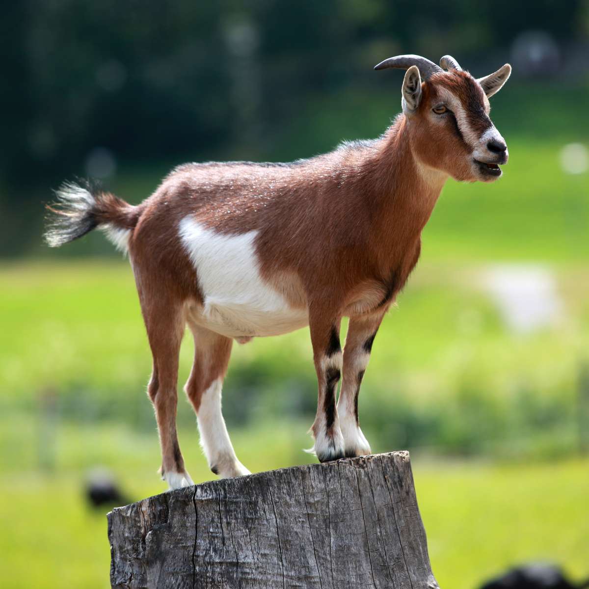 Goat Pen online puzzle