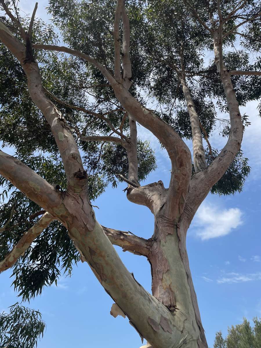 Дерево в природі скласти пазл онлайн з фото