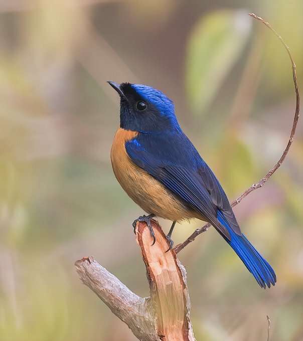 Világos kék madár online puzzle