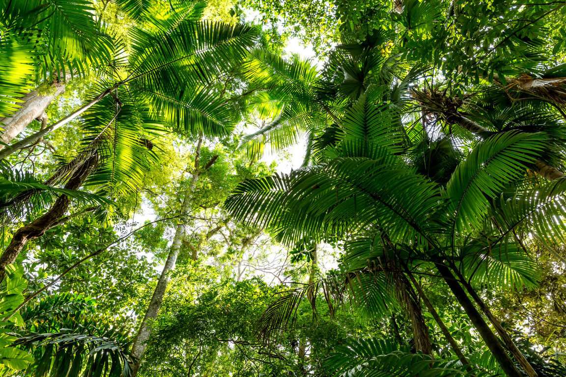 Tropický deštný prales online puzzle