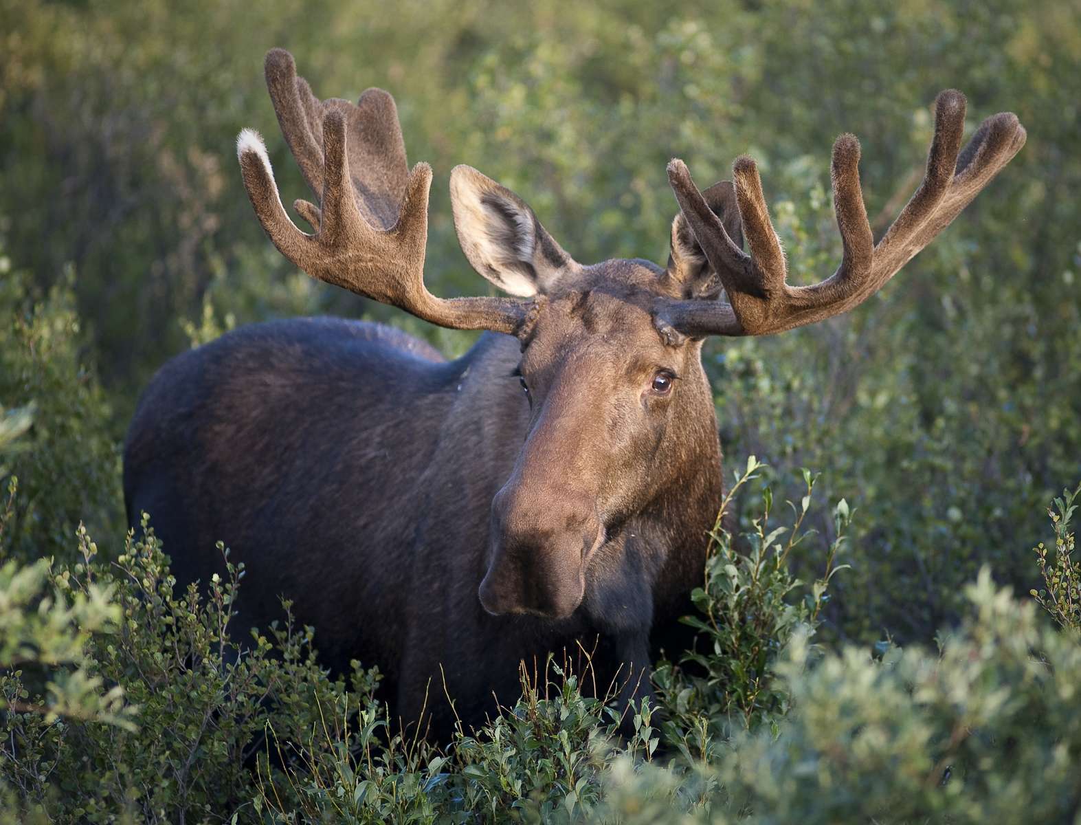 moose competition puzzle online from photo