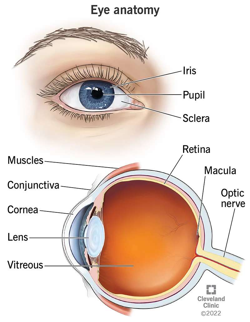 Anatomia dell'occhio puzzle online